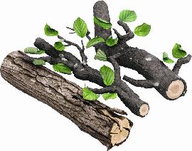 Frisches Holz.