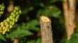 Akku-Gartenschere EasyPrune Produktbild img5 S