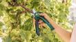 Akku-Gartenschere EasyPrune Produktbild img2 S