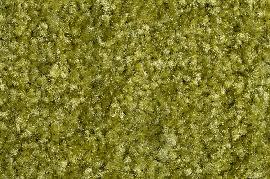 Schmutzfangmatte Eazycare Color, grün Produktbild