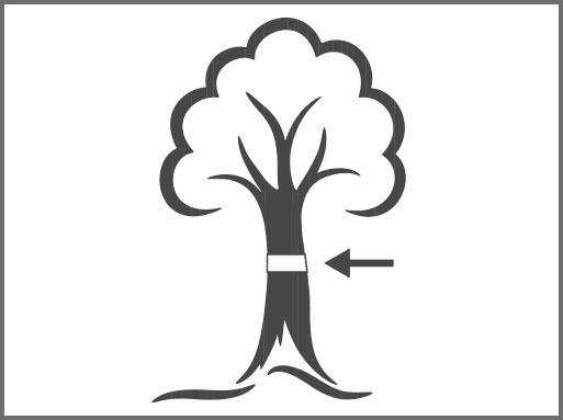 SWISSINNO Raupen-und Ameisenleimring 5 x 5cm Produktbild img9 L