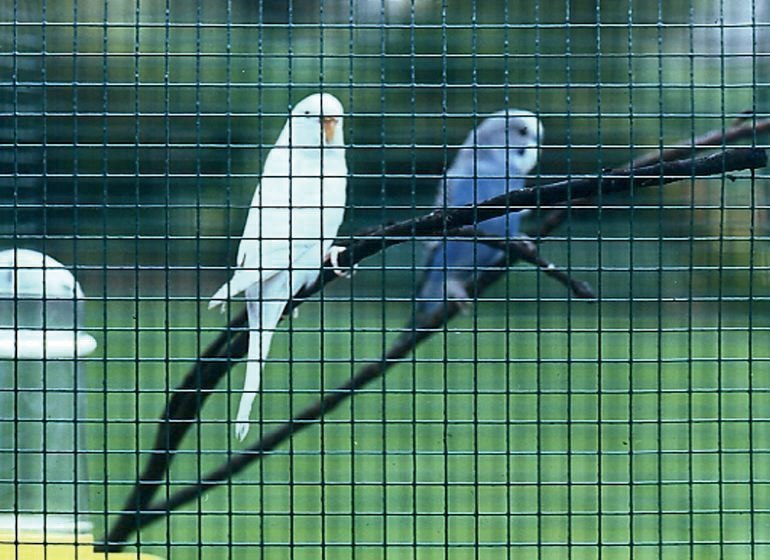 CASANET Gitter 12,7 x 12,7 x 0,9 x 1000mm, verzinkt, Kurzrolle Produktbild img1 L