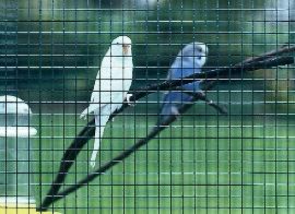 CASANET Gitter 12,7 x 12,7 x 0,9 x 1000mm, verzinkt, Kurzrolle Produktbild