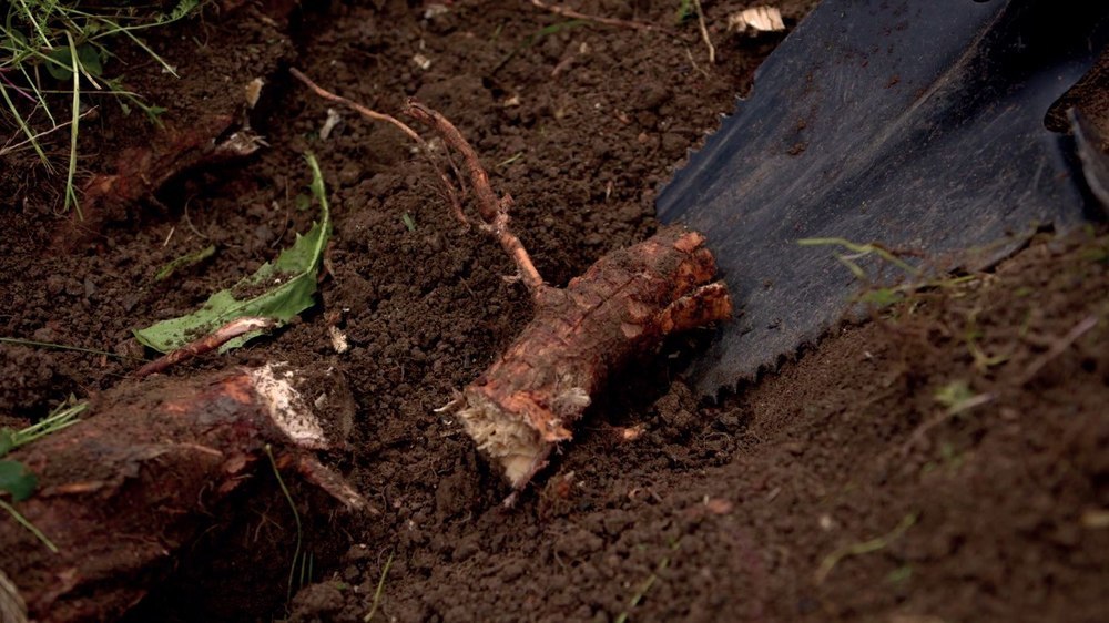 FREUND Wurzelspaten 69870 mit Stahlrohrstiel und Kst.-D-Griff Produktbild img3 L