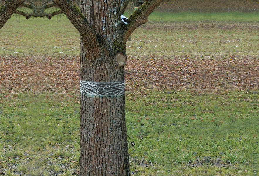 SWISSINNO Raupen-u.Ameisenleimring 5x5cm Natural Control Swissinno Solution Produktbild img6 L