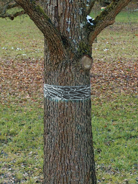 SWISSINNO Raupen-u.Ameisenleimring 5x5cm Natural Control Swissinno Solution Produktbild img7 L