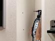 Dremel 575 Winkelvorsatz Produktbild img4 S