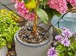 Gardena Solar-Bewässerung aquaBloom Set 13300-20 Produktbild img6 S