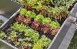 Gardena Micro-Drip-System Verschlussstopfen 4,6 mm (3/16") - Inhalt: 10 Stück Produktbild img4 S