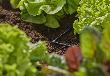 Gardena Micro-Drip-System L-Stück 4,6 mm (3/16") - Inhalt: 10 Stück Produktbild img2 S