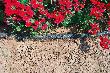 floraworld Perlschlauch Floraperl 12,5 mm 1/2 Z. 40 Produktbild img3 S
