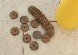 floraworld Torfquelltöpfe 20er 3,5cm Produktbild img2 S