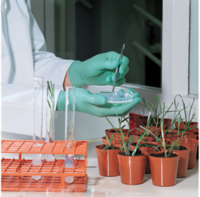 Einweghandschuh Produktbild img4 L