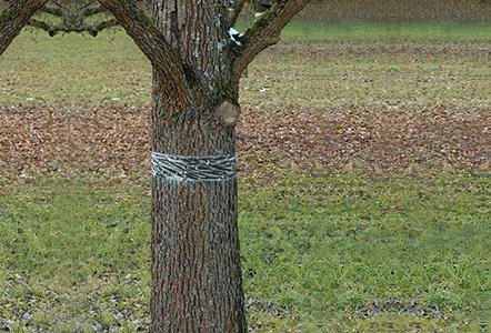 Raupen-u.Ameisenleimring 5x5cm Natural Control Swissinno Solution Produktbild img2 L