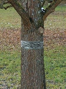 Raupen-u.Ameisenleimring 5x5cm Natural Control Swissinno Solution Produktbild img7 L