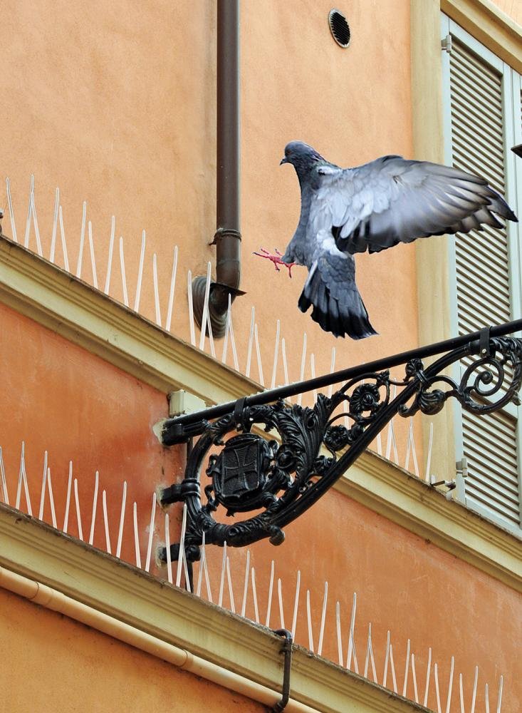 Spikes 300 cm inkl. Silikonkleber Swissinno Solution Produktbild img5 L