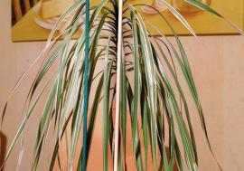 Splittstab natur Ø 4-4,5mm 50cm 10er Bund Floraworld Produktbild