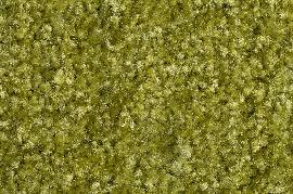 Schmutzfangmatte Eazycare Color, grün Produktbild