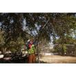 Milwaukee M18™ Akku-Teleskop-Astschere M18BLTS-551 Produktbild img5 S