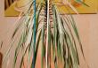 Splittstab natur Ø 4-4,5mm 50cm 10er Bund Floraworld Produktbild img1 S