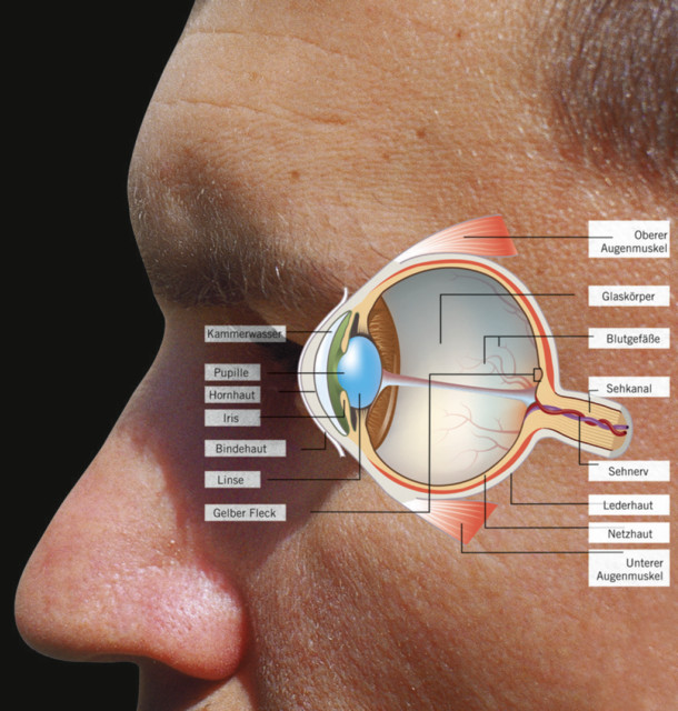FORTIS Augenschutz - Aufbau des Auges