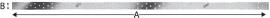 SST Lochblechstreifen NP25/300/1200-B SIMPSON Strong-Tie Produktbild