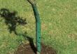 Baumschutzspirale 2er, 60 cm Produktbild