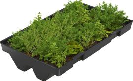 Dachbegrünung für Raucherunterstand Modell Köln