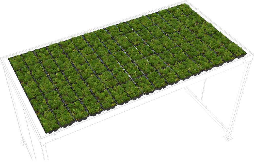 Dachbegrünung GreenPlus Economy zu Raucherunterstand Köln K4 Produktbild img2 L
