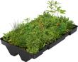 Dachbegrünung GreenPlus Premium zu Raucherunterstand Köln K3 Produktbild img2 S