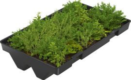 Dachbegrünung GreenPlus Produktbild