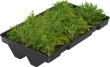 Dachbegrünung GreenPlus Produktbild img1 S