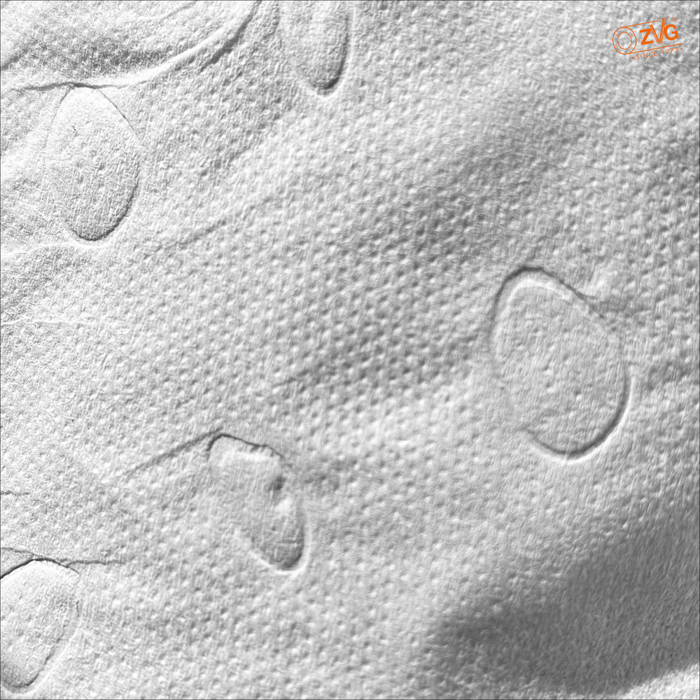 ZVG Toilettenpapier 2-lagig Produktbild img2 L