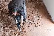 Bosch PRO Schlaghammer mit SDS max GSH 7 VC im Handwerkerkoffer Produktbild img6 S