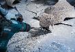 Bosch PRO SDS plus Bodenschaber, 130 x 290 mm Produktbild img7 S