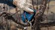 Bosch PRO Akku-Gartenschere GGP 12V-25 Produktbild img4 S