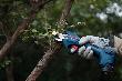 Bosch PRO Akku-Gartenschere GGP 12V-25 Produktbild img5 S